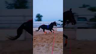 horse block horse workout throat and canter so champion horse Marwadi breed [upl. by Ahseihs]