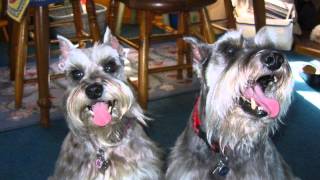 Rescue Schnauzers Need a Reason [upl. by Darra]