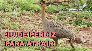 Canto da perdiz para atrair [upl. by Cusack174]