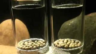 Cyphotilapia Frontosa Kigoma 7Striped Eggs Tumbling [upl. by Sclar]