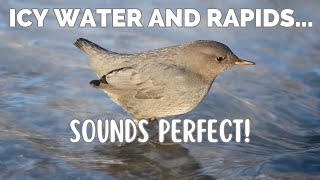 American Dipper  Meet the Water Ouzel [upl. by Sajet816]