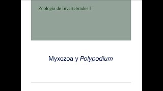 Myxozoa y Polypodium [upl. by Jacquelin]