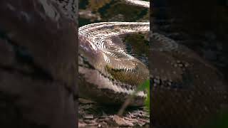 Huge 20’ Reticulated Python in Naples Florida [upl. by Ezitram]