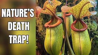 MINDBLOWING Pitcher Plant Facts You Never Knew Existed [upl. by Llerred571]