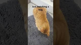 Update I killed the earwig  cat bug antizoo catmom cutecat catlover [upl. by Kyred89]