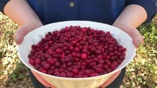 Scandinavian Superfoods Lingonberries [upl. by Ocramed145]