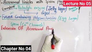 Acrosomal Reaction In Sea Urchin In Urdu Hindi  Developmental Biology  BS Zoology  MSc  Lec 05 [upl. by Titus]