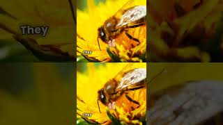 Watch Now The buzz worthy introduction bee honeybee honey insects animals [upl. by Luci666]