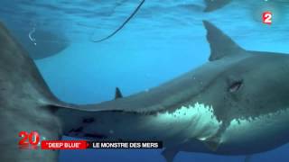 Découverte  à la rencontre de lun des plus grands requins blanc [upl. by Ettenwahs]