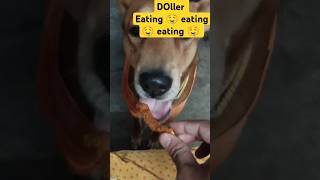 DollerLife doller eating food sound doller fun videos 💥💥 doller viral video🐶🐶🐕 doller [upl. by Alfons92]