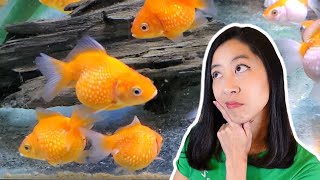 Stop Your New Fish from Dying with this ONE simple method 💀 [upl. by Vallie]