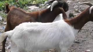 Boer Goats CIDR PG600 Heat VIDEO 55 June 2016 [upl. by Os]