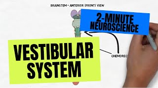 2Minute Neuroscience Vestibular System [upl. by Spindell]