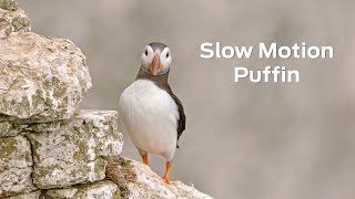 Puffin at RSPB Bempton Cliffs [upl. by Aihsatsan]