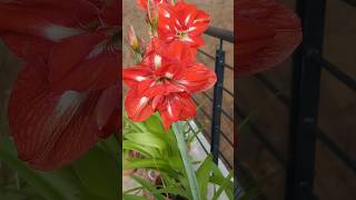 Amaryllis lily Nature on Terrace Lilly Flowers viral youtubeshort [upl. by Nyleuqaj377]