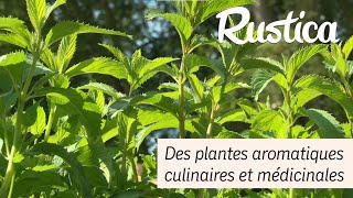 Des plantes aromatiques culinaires et médicinales [upl. by Rainwater]