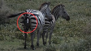 Zebra Postpone Birth of Her Calf because of Hyenas  Watch to an End [upl. by Cower78]