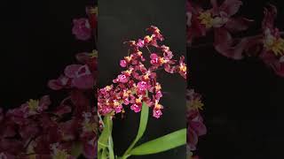 Oncidium New Sharry Baby flowers orchid [upl. by Hege]