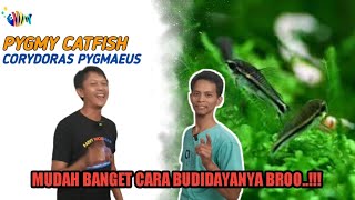 Budidaya Corydoras Pygmy  How To Breed Pygmy Corydoras [upl. by Ahsel886]