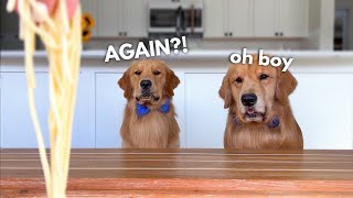 Dog Reviews Food With Son  Tucker Taste Test 23 [upl. by Urdna]