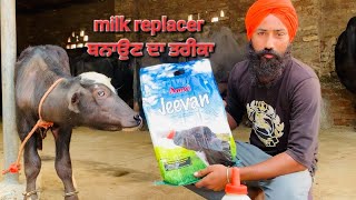 milk replacer ਬਨਾਉਣ ਦਾ ਸੌਖਾ ਤਰੀਕਾ [upl. by Ihcekn]