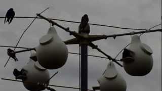 Purple Martins Supplemental Feeding 2 [upl. by Temirf]