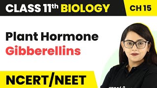 Class 11 Biology Chapter 15  Plant Hormone Gibberellins  Plant Growth and Development [upl. by Aneema]