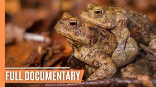 Teutoburg Forest  A Journey Through Germanys Enchanted Wilderness  Full Documentary [upl. by Shewmaker]