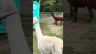 Kolega za płotem alpakitotu wojtkowyje alpaca gorzowwielkopolski mysliborz [upl. by Retsehc]