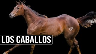 🔴 ¿Qué Precio Tiene Un Caballo De CUARTO DE MILLA 🔴 [upl. by Nira]