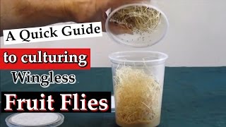 Culturing Wingless Fruit Flies Drosophila melanogaster as Live Food A Quick Guide [upl. by Aydin]