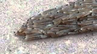 Fungus gnat larvae snake crossing the sidewalk [upl. by Koral]