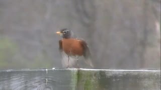 American Robin Ruffles Feathers [upl. by Ariaec]