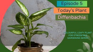 Everything You Need To Know About Caring For Dieffenbachia Plants [upl. by Jaymee]