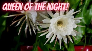 Queen of the Night Plant Care Epiphyllum Oxypetalum [upl. by Docile]