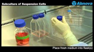 Primary Cell culture and cell line  Cell culture basics [upl. by Grayce]