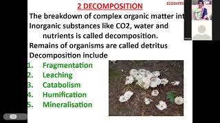 Chapter 12 Ecosystem class 12 topic Function of ecosystem productivity Decomposition by Hemlata [upl. by Combs]