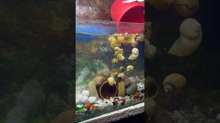 Aquarium ka sara pani badal diya aquarium aquariumfish petfishlover petsvlog petfish mollyfish [upl. by Audras797]