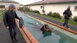 Hipposea une entreprise de balnéothérapie équine près de Lisieux [upl. by Eimmak526]