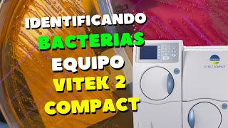 🔬 ¡Descubre el Mundo Microbiano Identificando Bacterias con Vitek 2 Compact 🌟 [upl. by Eseuqram379]