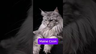 Meet the Majestic Maine Coons cat pawsandlaughs cute felineantics pets [upl. by Rolyab96]