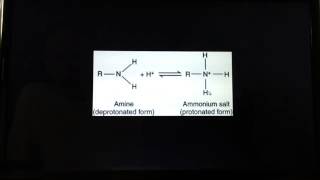 Protonation of amino acids [upl. by Tri]