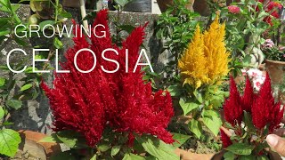 Celosia Flower  Celosia cockscomb Plant Care [upl. by Trescha]