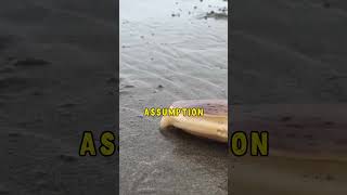 The mollusk buries itself in the sand 😳 funny animals [upl. by Olive]