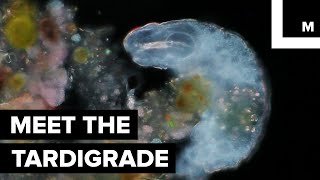 Meet the Tardigradethe Worlds Most Indestructible Animal [upl. by Leonore]