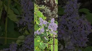 Blue Wood Aster [upl. by Brigg]