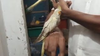 Normal Perl Cockatiel Birds Hand tem Rajkot [upl. by Elocin]