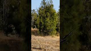 A Hawk flew in Bedwell Bayfront Park bayarea nature hiking [upl. by Delcine317]