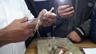 How to dissect prawn  গলদা চিংড়ি macrobrachium rosenbergii [upl. by Tnomad]