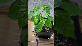 Chili Update Steckling germandeutsch garden peppergrowing chili natur gardening pepper [upl. by Gavrila]